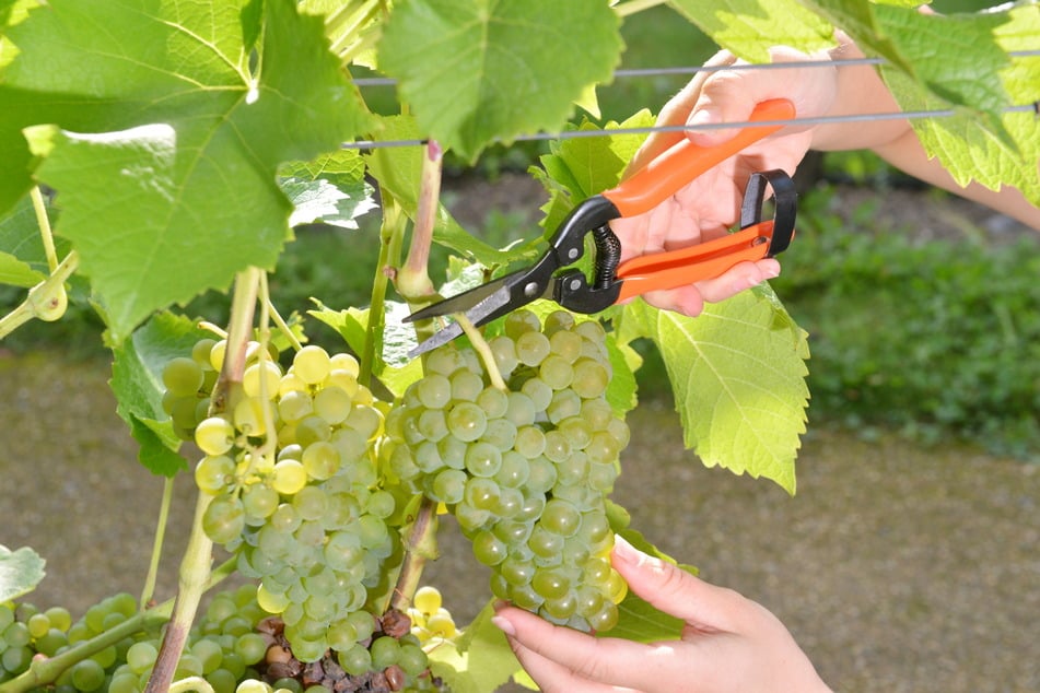 Wein wird 2024 kaum für den Klassiker gelesen werden.