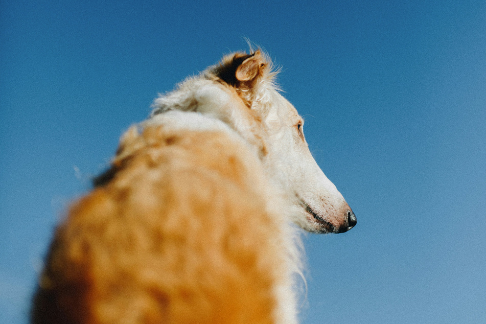 Borzois are bizarre and strange-looking dogs, but they're also incredibly sweet and interesting.