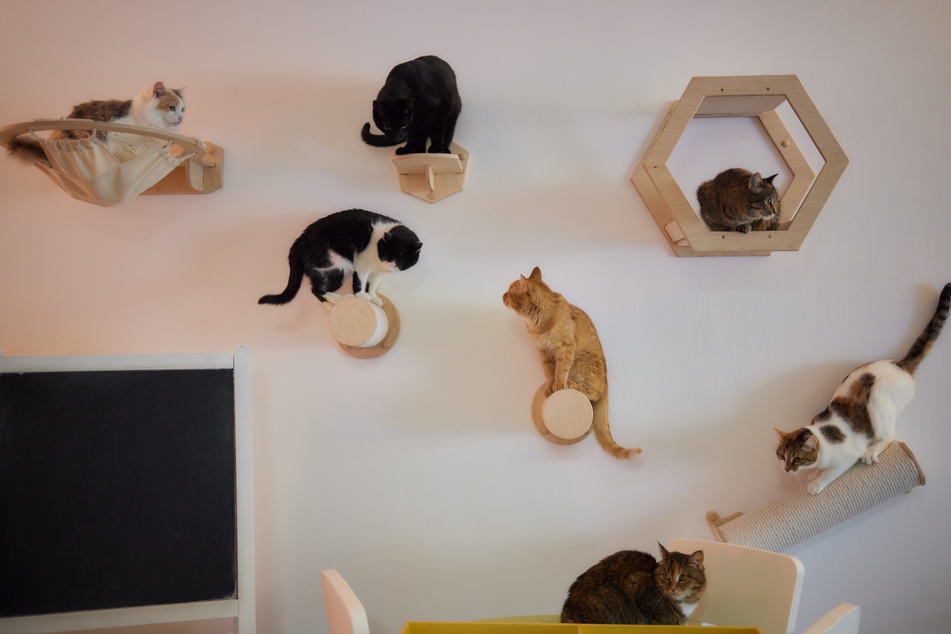 Ein Katzen-Wand-Möbel bietet Deiner Katze einen sicheren Aussichtsplatz, von dem aus sie alles bestens im Blick haben.