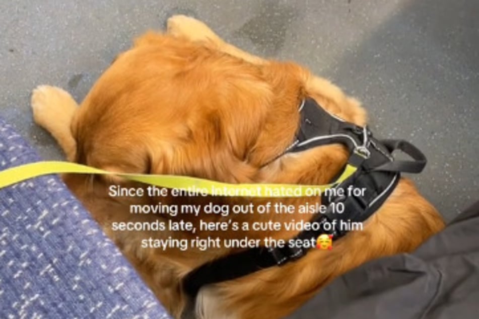 Golden Retriever Kai verbrachte den Großteil der Fahrt unter dem Sitz seines Frauchens.