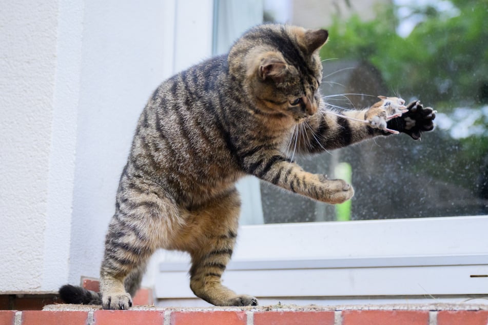 Trotz ihrer augenscheinlichen Niedlichkeit, können die ehemaligen Hauskatzen eine echte Bedrohung für viele, kleinere Tiere darstellen. (Symbolbild)