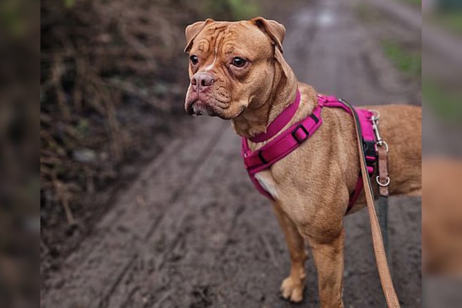 Old-English-Bulldog-Hündin Bailey ist im September 2023 geboren und damit gerade einmal zwei Jahre alt.