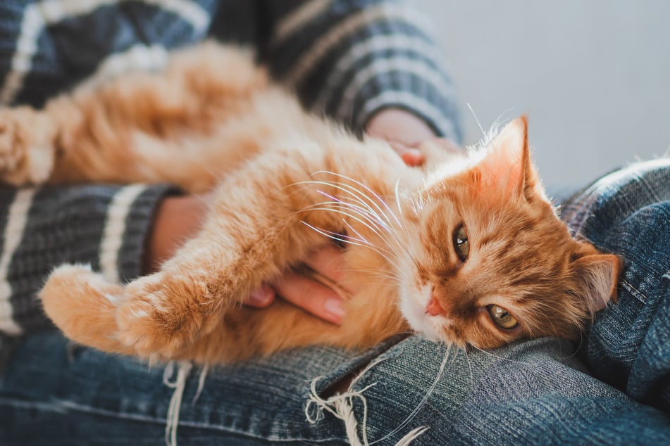Verschmuste Katzen: Diese 7 Katzenrasen lieben es zu kuscheln
