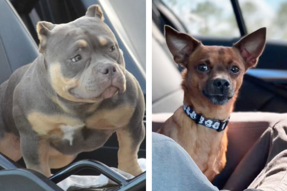This American bulldog and Chihuahua mix has TikTok obsessed!