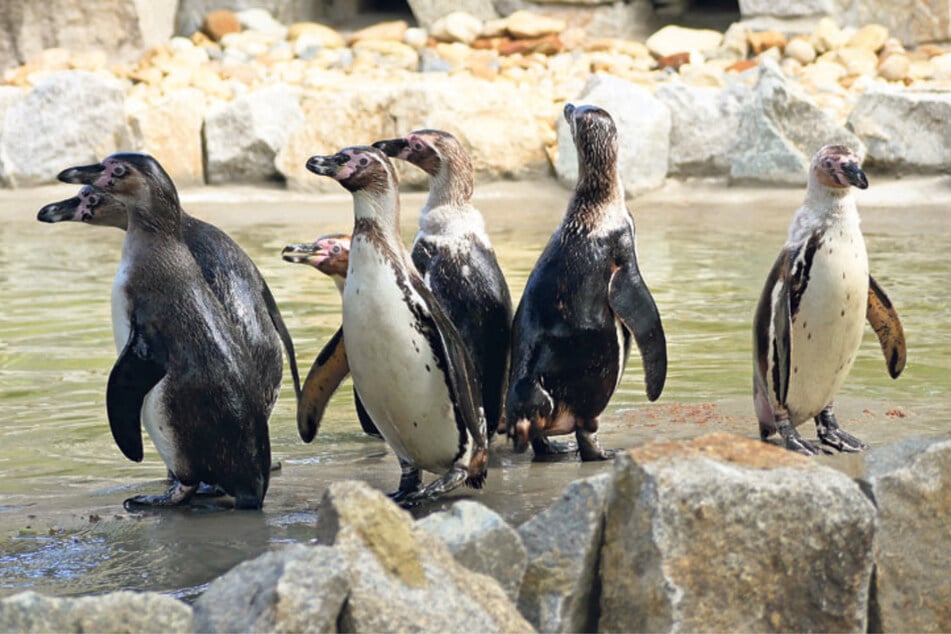 Innerhalb weniger Tage starben gleich vier der Hoyerswerdaer Pinguine.
