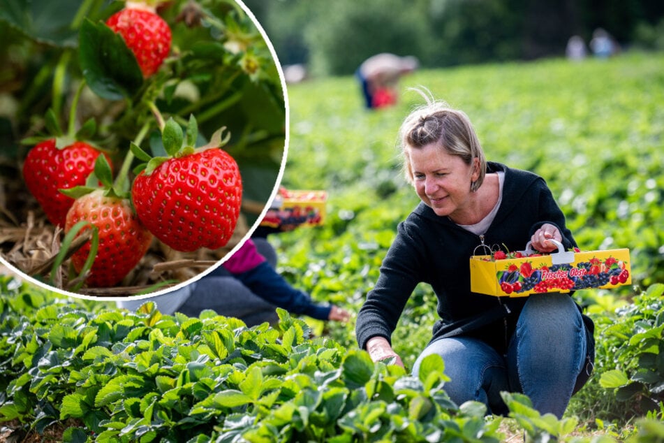 Stabile Preise trotz Spätfrost und Regen: Hier startet die Saison für Erdbeer-Selbstpflücker