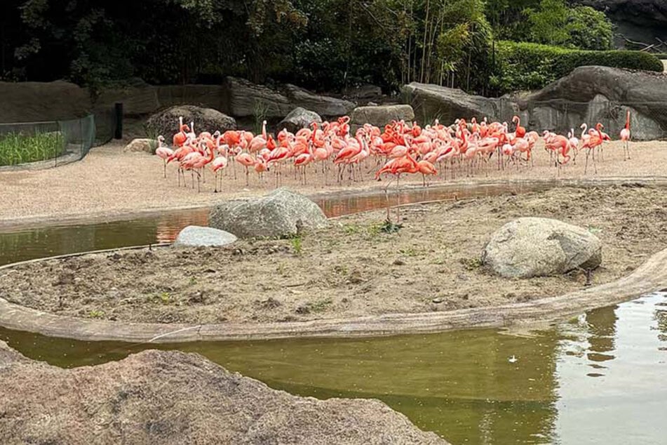 Tierpark Hagenbeck wieder farbenfroh: Flamingos erobern ihr umgebautes Zuhause zurück