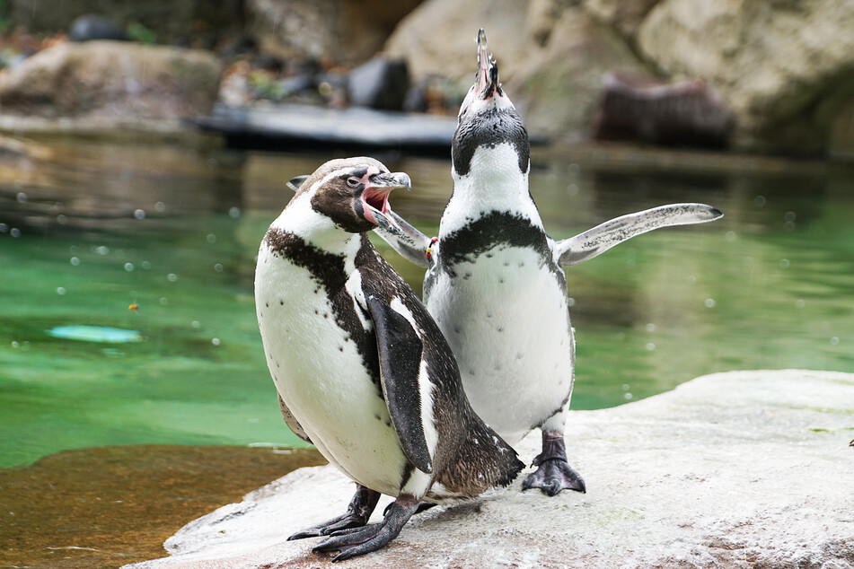 Auch die Pinguine werden sich bestimmt über Besucher freuen.