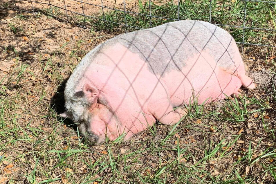 Im Laughing Pig Sanctuary, einer Auffangstation für "arme Schweine", können sich die Tiere erholen - und auch an ihrem Gewicht arbeiten.