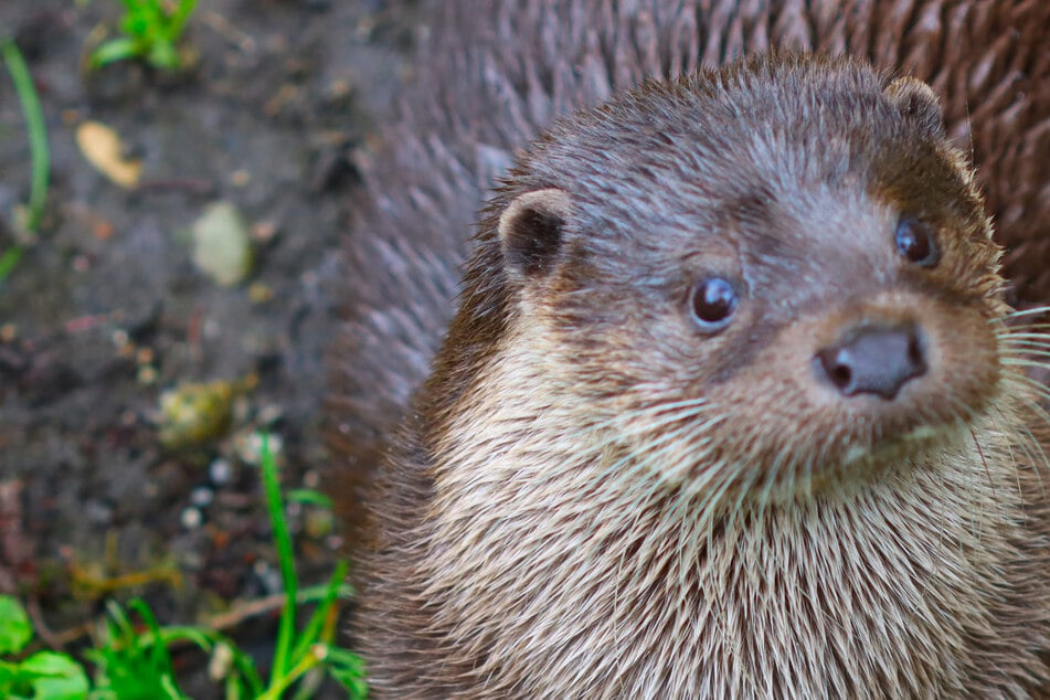 Traslado en el parque salvaje de Leipzig: Por eso, la hembra de nutria ahora debe dejar su recinto.