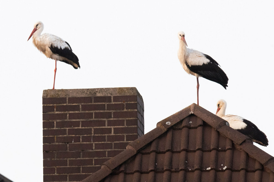 Kein Grund für Afrika: Klimawandel zwingt weniger Vögel zur Abreise