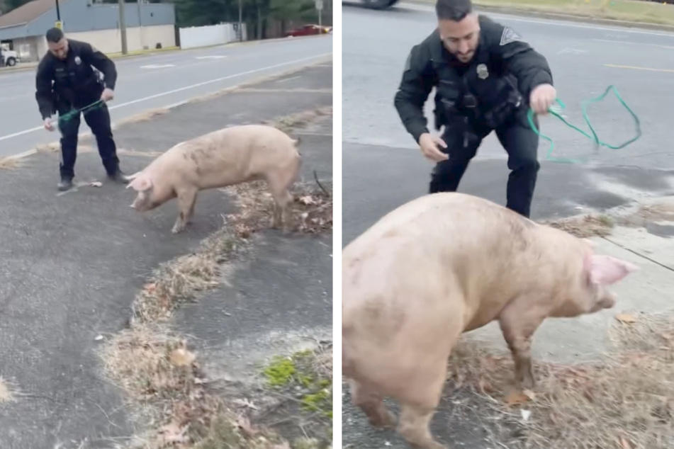 New Jersey police officers were called in to help wrangle up a runaway pig, who was wreaking havoc on the streets of Gloucester County.