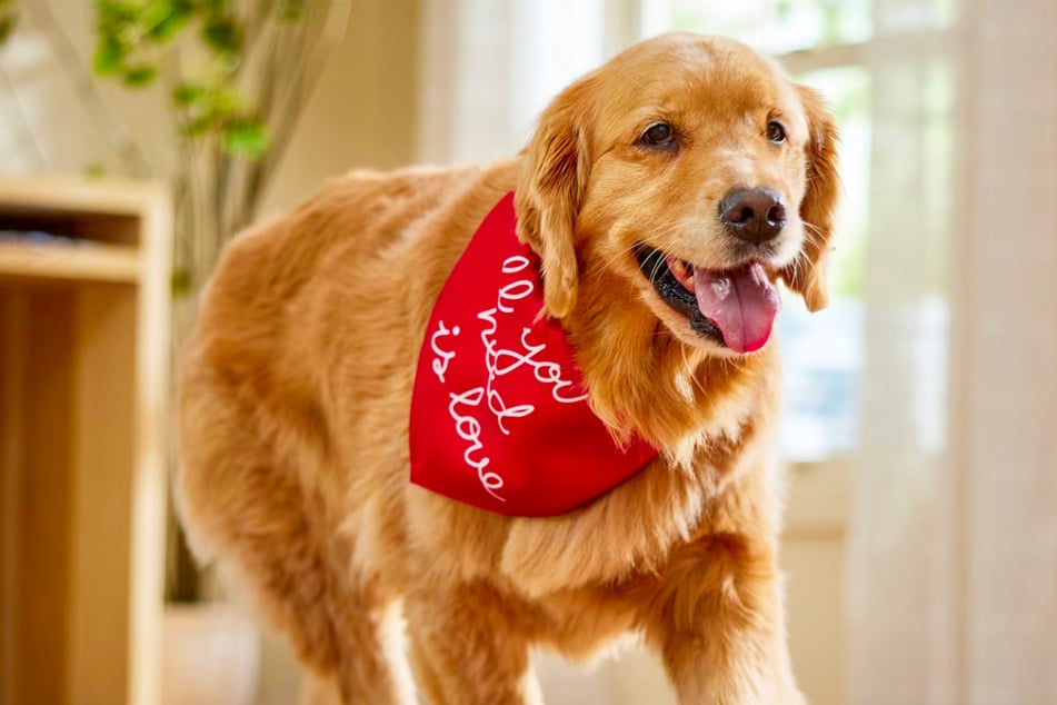 These deals on Monday, January 26 really are paw-some