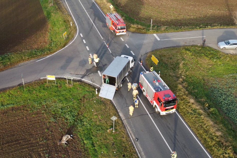 An einer Kreuzung im Landkreis Harz sind am Samstagmorgen zwei Pferde und ein Esel von Autos erfasst und tödlich verletzt worden.