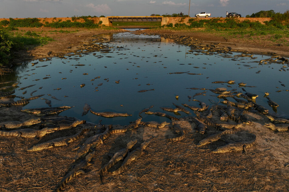 Kaimane liegen am Ufer des fast ausgetrockneten Flusses Bento Gomes im Pantanal-Feuchtgebiet in der Nähe von Pocone.