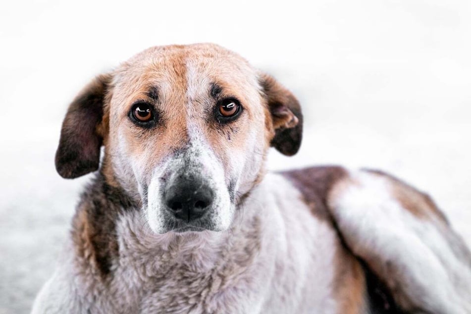 Auch Hunde leiden an verschiedenen körperlichen Veränderungen im Alter.