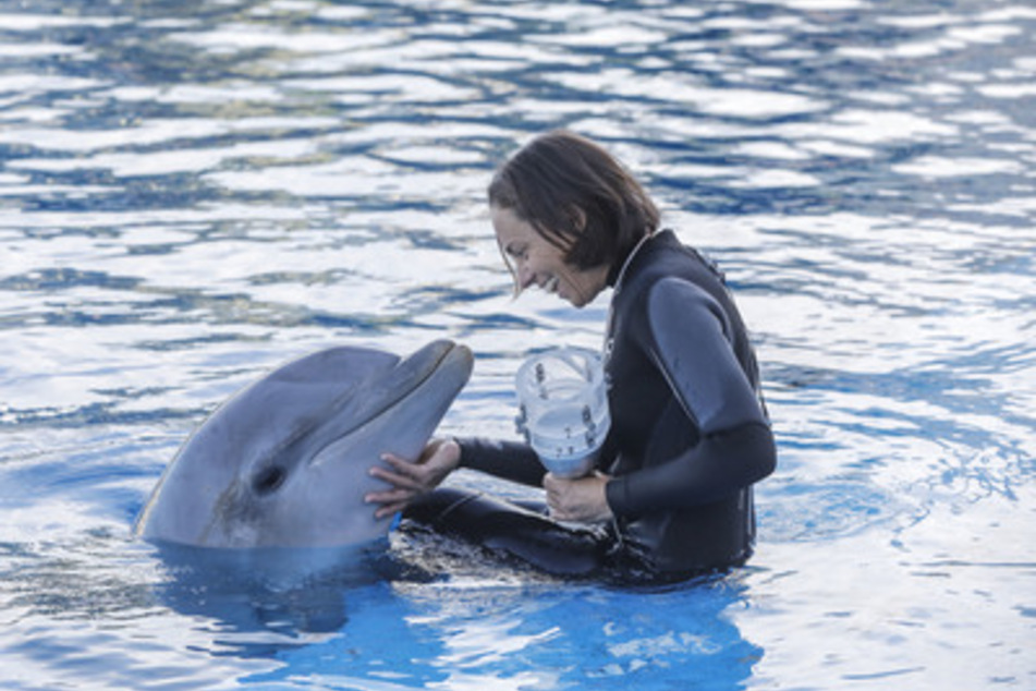 Delfine (hier im Aquarium Valencia) gelten als ungefährlich, können jedoch Menschen attackieren, wenn sie sich von ihnen bedroht fühlen.