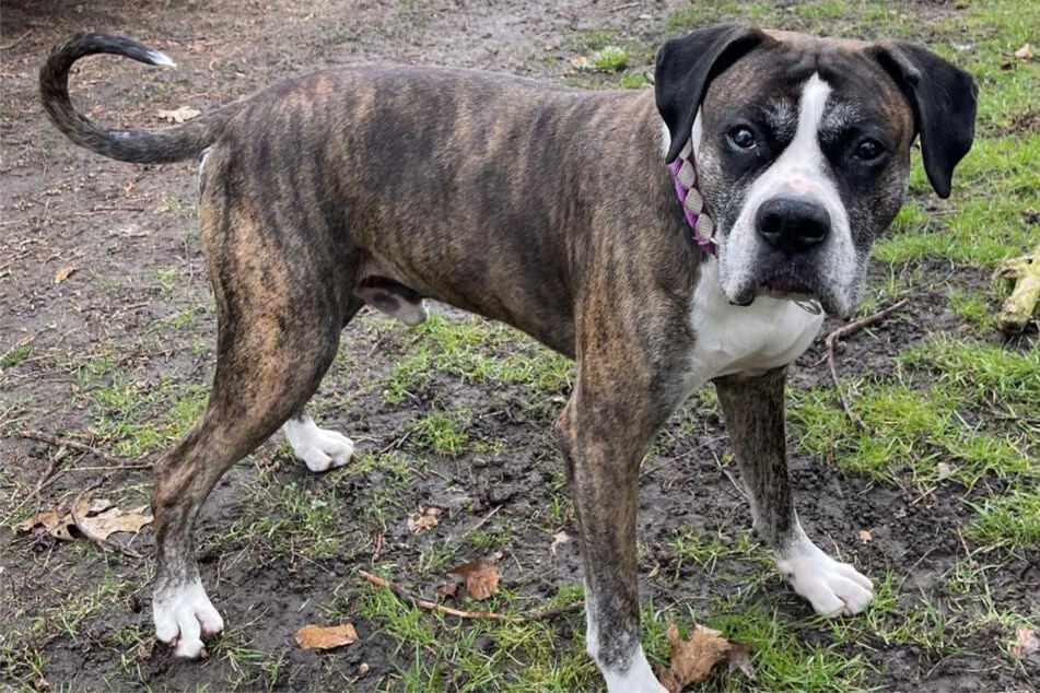 Boxer-Doggen-Mischling Maddox sitzt bereits seit mehr als zwei Jahren im Hamburger Tierheim.