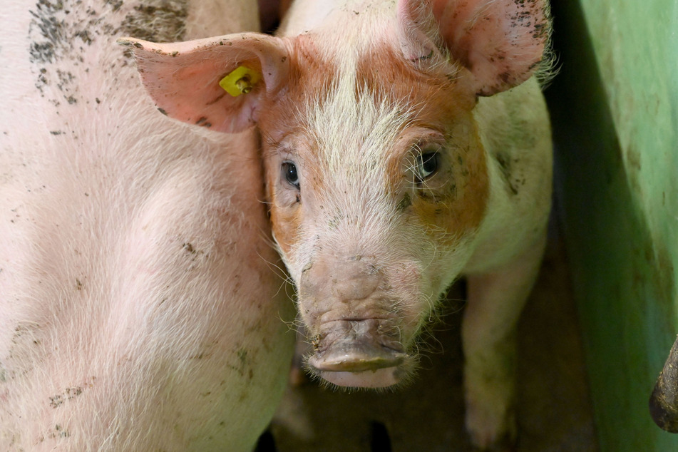 Afrikanische Schweinepest in Sachsen-Anhalt: Noch kein einziger Fall bekannt