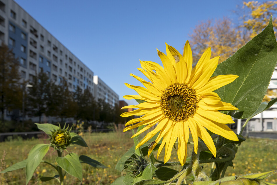 Der westliche Promenadenring in Dresden wurde mit dem 1. Preis im landesweiten Wettbewerb "Gärten in der Stadt 2020" ausgezeichnet.