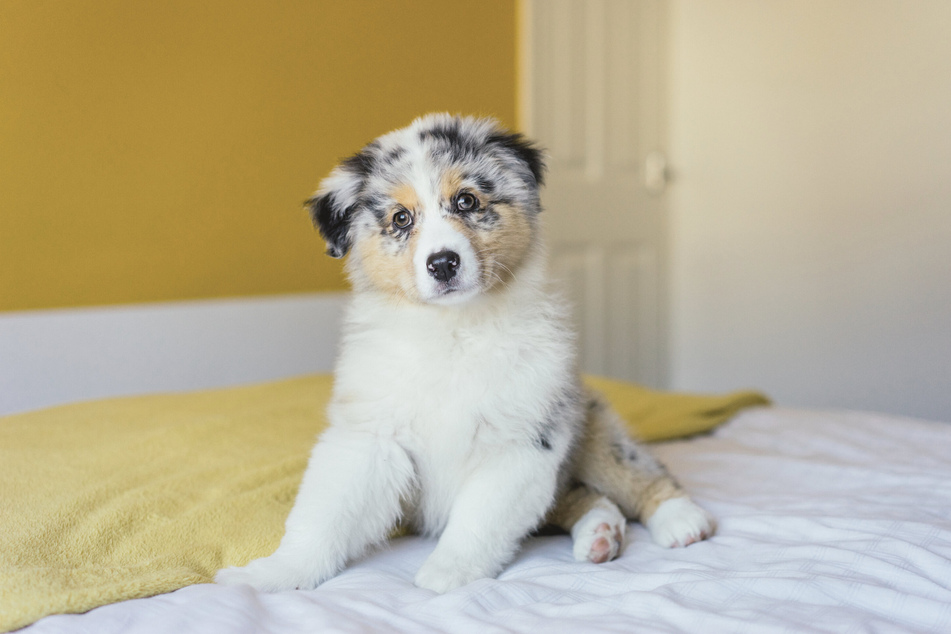 Australian Shepherds are arguably the cutest dogs in the world.