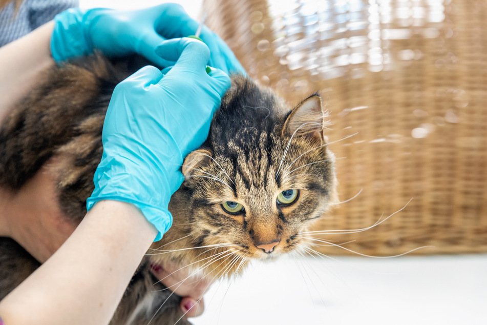 Castration chips that prevent sex hormone production are sometimes inserted into a cat's neck.