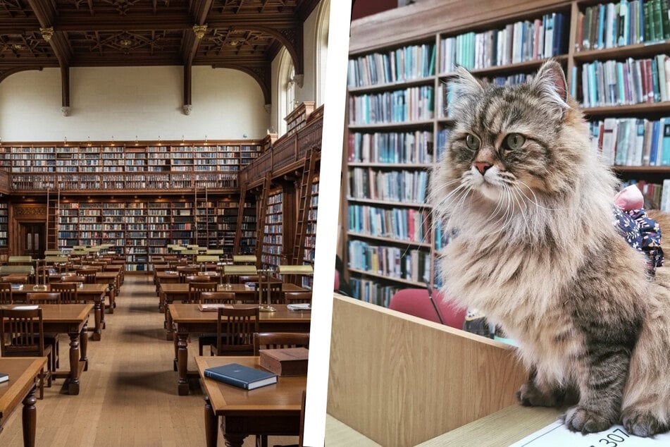 Dieser Uni-Bibliothekar hat ein besonders dickes Fell