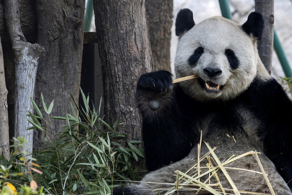 Gibt es bald Riesenpandas in München?