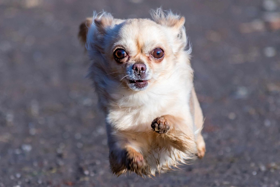A frightened little dog named Bean caused a series of near collisions on a New York highway last week when he ran out into the road in a panic (stock image).