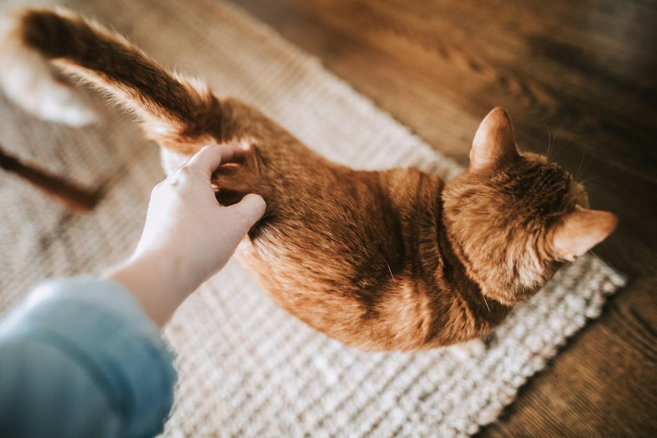 Kaum fängt man an zu streicheln, hebt die Katze ihren Popo.