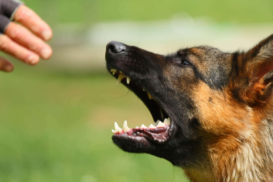Bissige Begleiter: Polizeihunde haben in NRW mehr als 300 Mal zugeschnappt