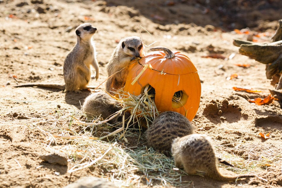 Der Dresdner Zoo lädt zur schaurig-schönen Halloween-Party.