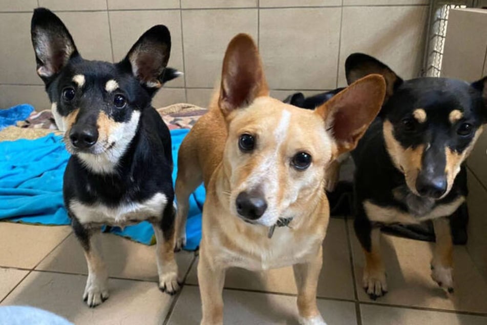 Die kleinen Pinscher-Mischlingshunde wurden aus einer völlig verwahrlosten Wohnung gerettet.