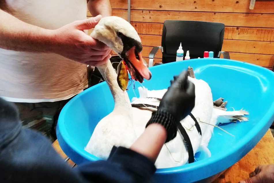 Die Helfer konnten den Angelhaken aus dem Schnabel des Schwans entfernen.