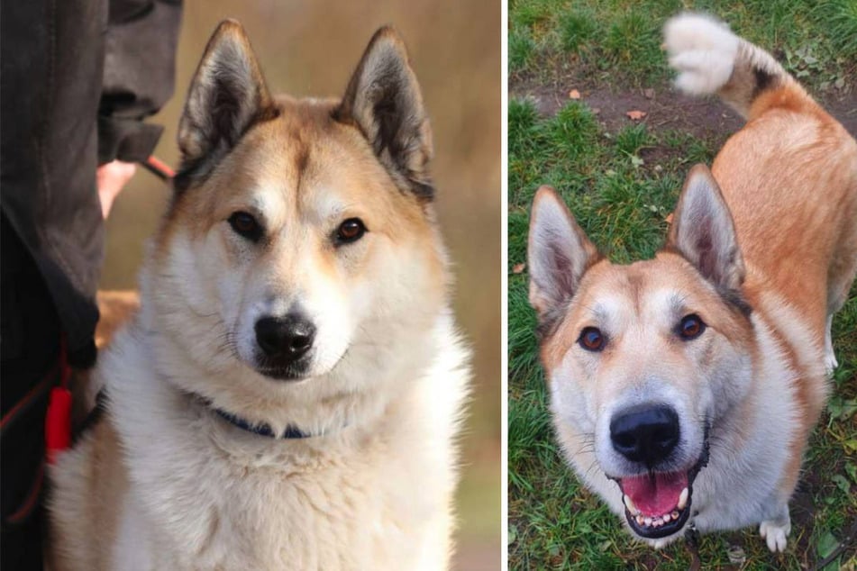 Wenn der Laika erst einmal Vertrauen gefasst hat, sucht er die Nähe zu seiner Bezugsperson.