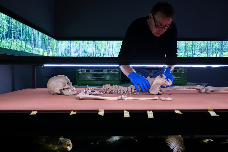 Ein Wissenschafter drapiert die sterblichen Überreste der vor rund 9000 Jahren gestorbenen Schamanin von Bad Dürrenberg in der Dauerausstellung des Landesmuseums für Vorgeschichte in Halle/Saale.