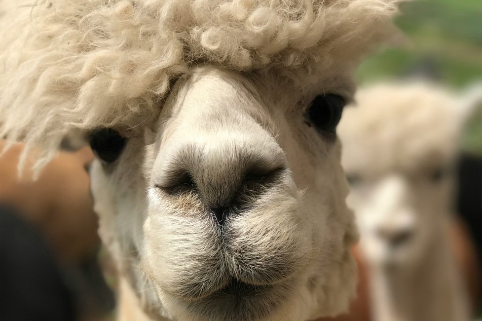 There are few animals more beloved and humorous than the humble alpaca.