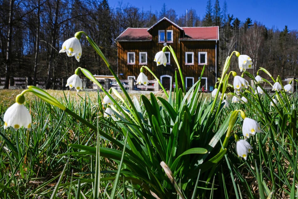 Die Bockmühle im Polenztal ist für viele Ausgangspunkt für einen ausgedehnten Spaziergang entlang der Märzenbecherwiesen.
