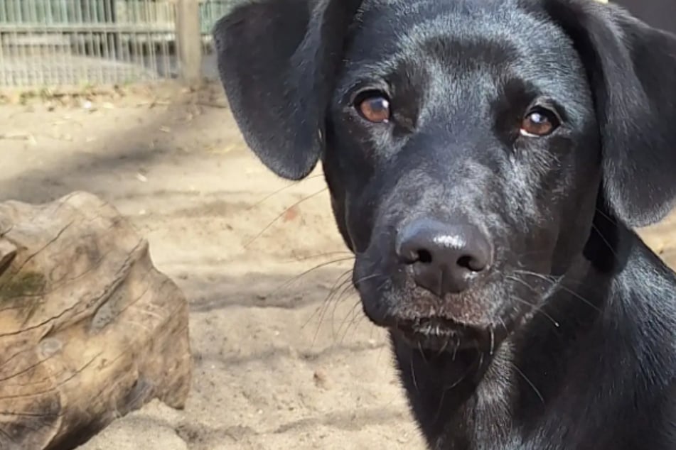 Die kleine Lenja hat es faustdick hinter den Ohren: Wer schenkt der jungen Hündin ein Zuhause?