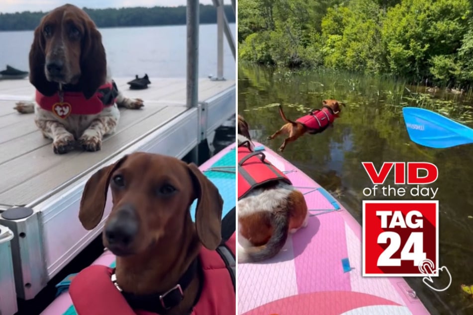 viral videos: Viral Video of the Day for July 15, 2024: Wiener dog jumps into water on urgent duck chase!