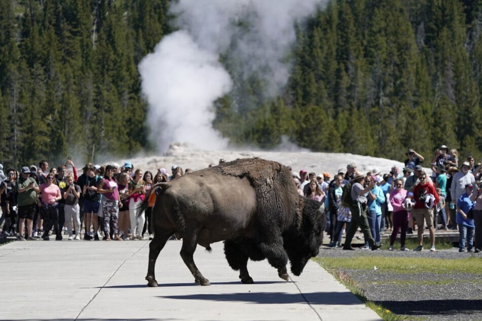 A 34-year-old man survived a bison attack at Yellowstone National Park after the wild beast rushed at his family (stock image).