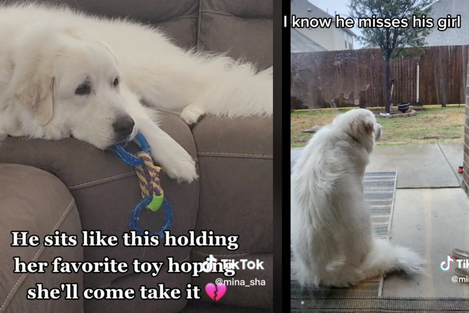 Hodor the Great Pyrenees has been mourning the loss of his four-legged companion Mala.