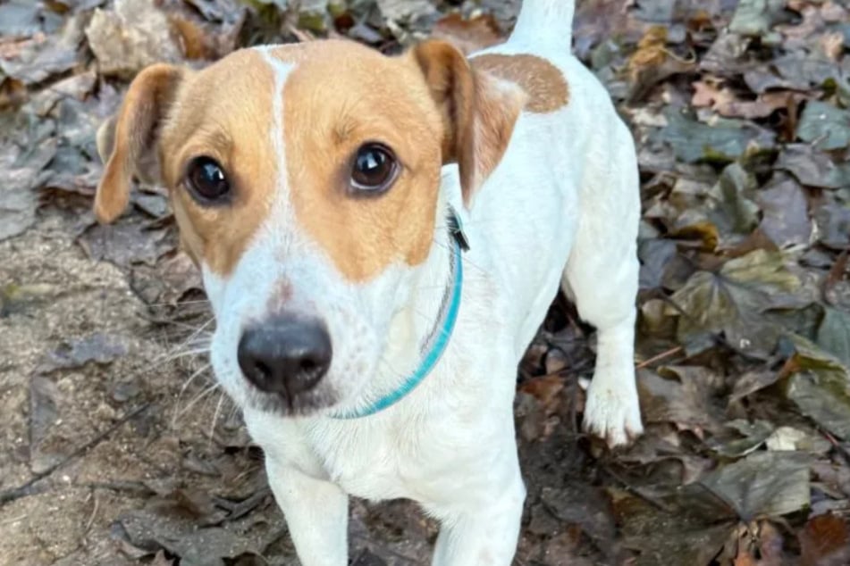Der Jack Russell Terrier wurde vermutlich von seinen ehemaligen Besitzern ausgesetzt.