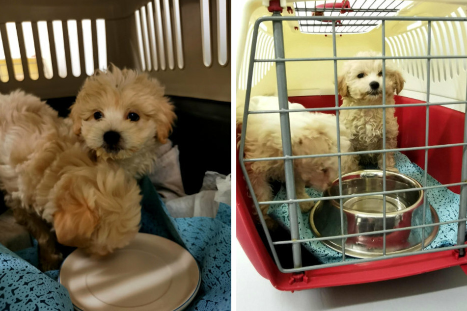 Polizeibeamte stellen bei einer Kontrolle vier Hundewelpen der Rasse Bichon Malteser sicher.