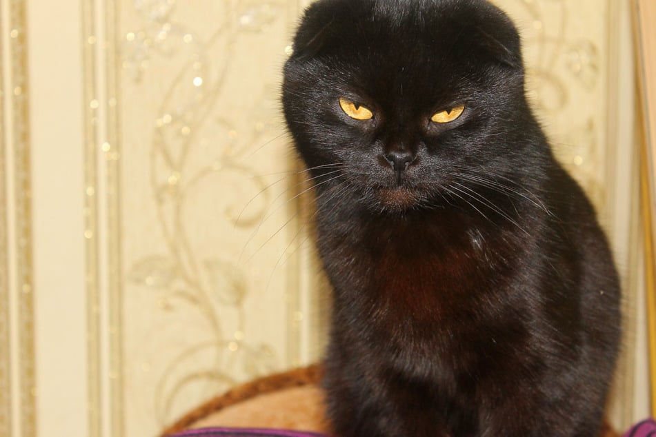 Hat die schwarze Katze öfter einen finstren Blick, dann wäre der Name Wednesday passend.