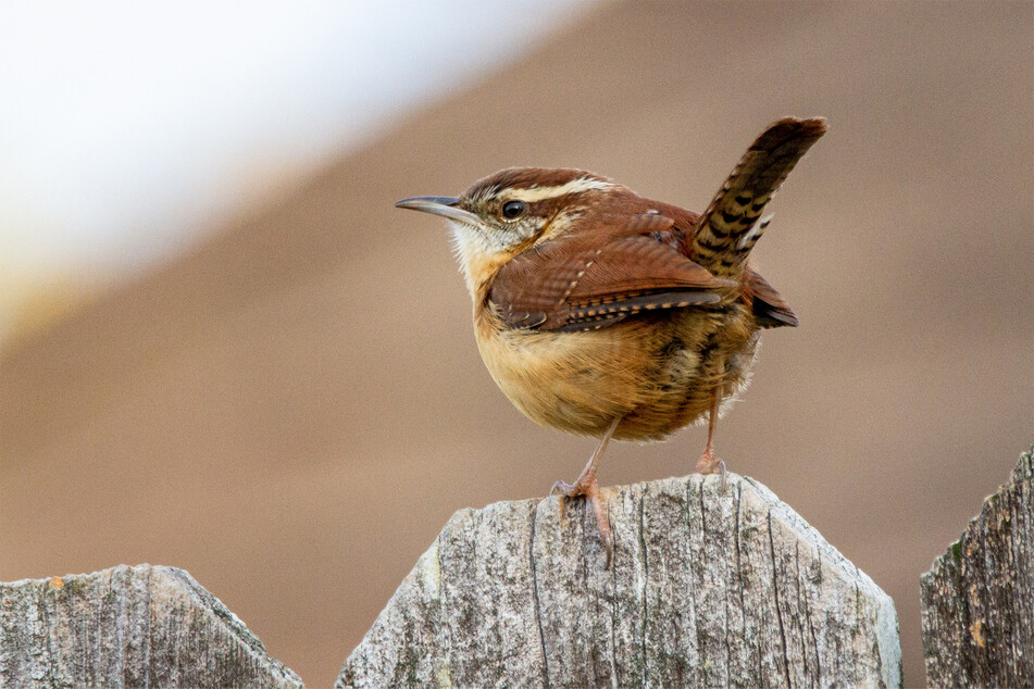 The wren is a close contender for one of the smallest birds in the world.