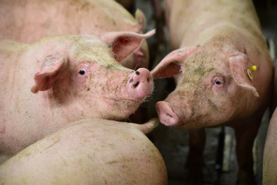 Pandemie und Schweinepest: Schwere Zeiten für Schweinehalter
