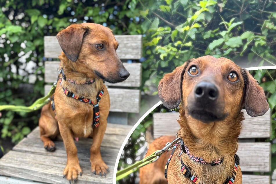 Dackel-Mix Turbo sehnt sich nach souveräner Führung.