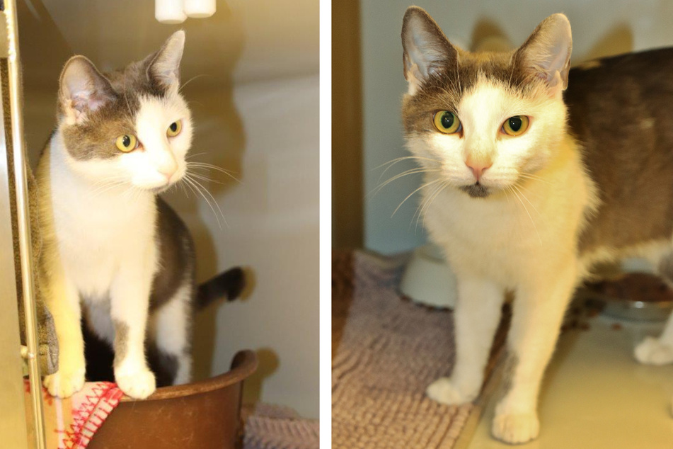 Katze Emilia ist freundlich und aufgeweckt.