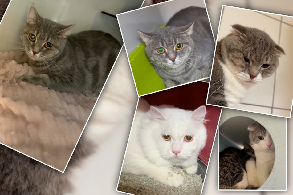 Kein schöner Anblick: Alle Katzen aus der Sicherstellung wirken traurig und scheu.